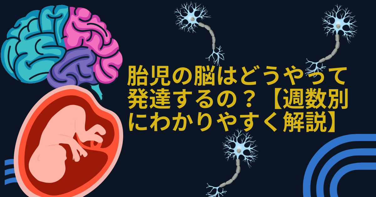 胎児の脳の発達過程