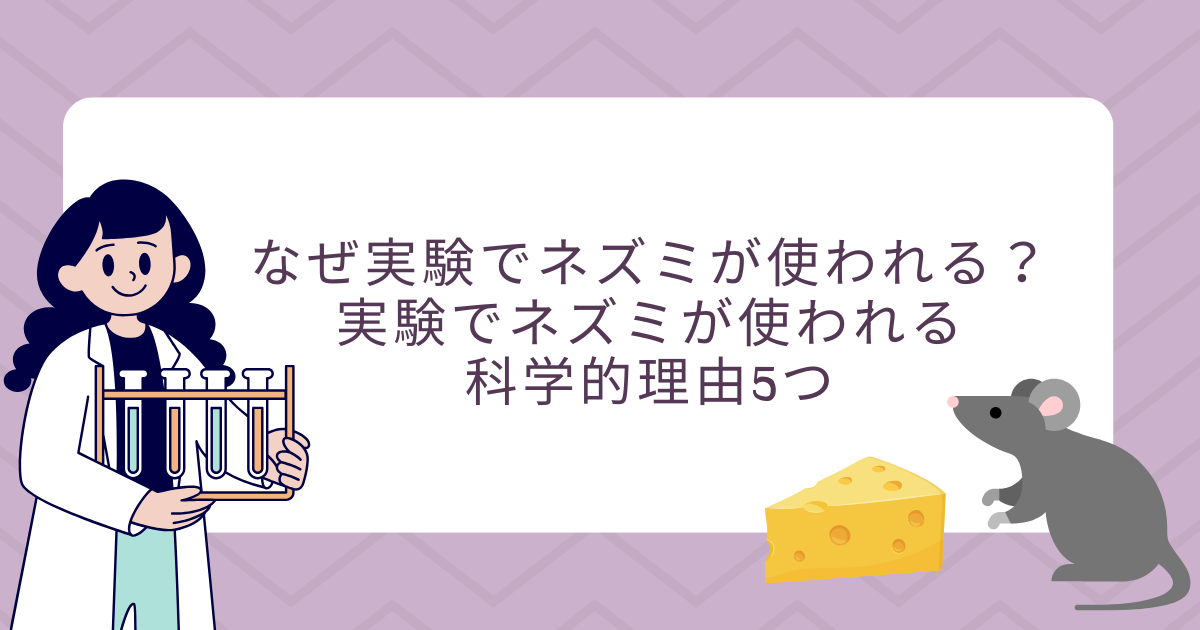 実験ネズミ