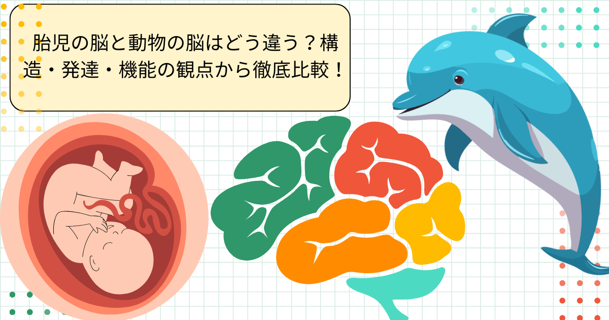 胎児の脳と動物の脳