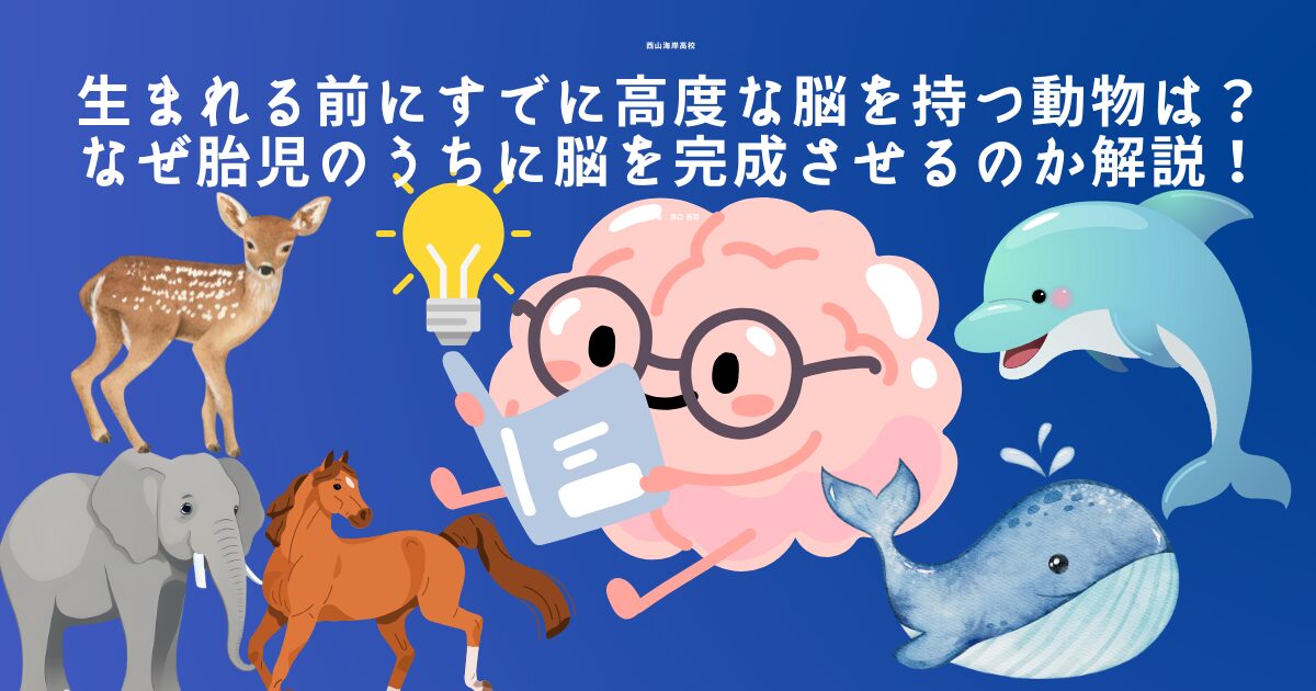 高度な脳を持つ動物